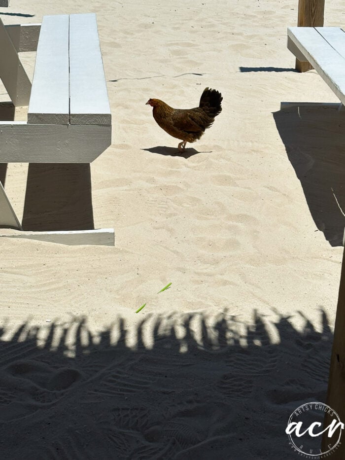 chicken in the sand