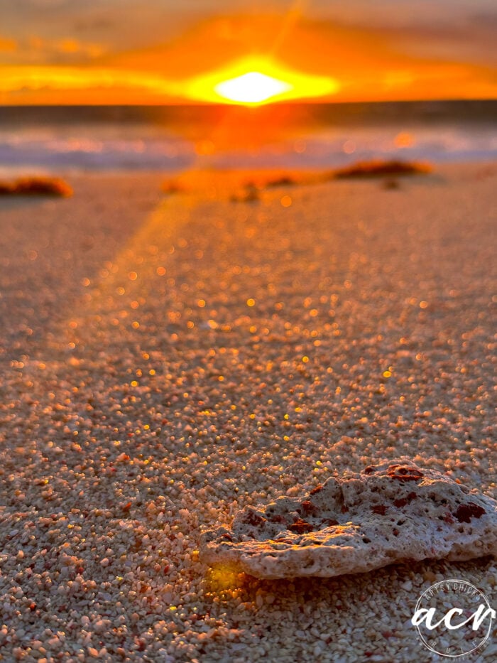 bright yellow sun on the sand with coral