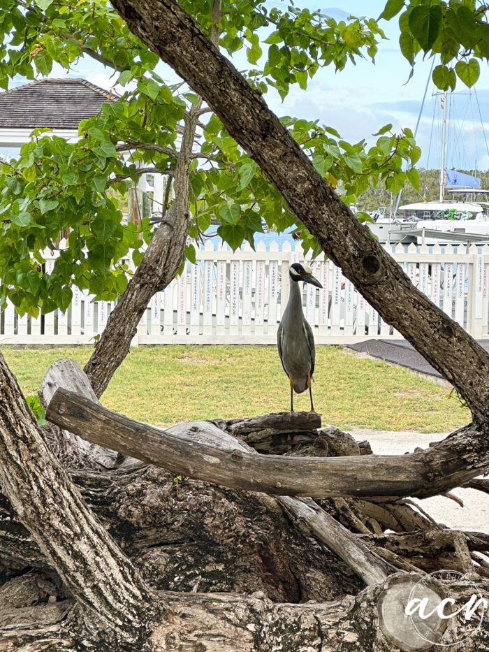 night heron on a tree