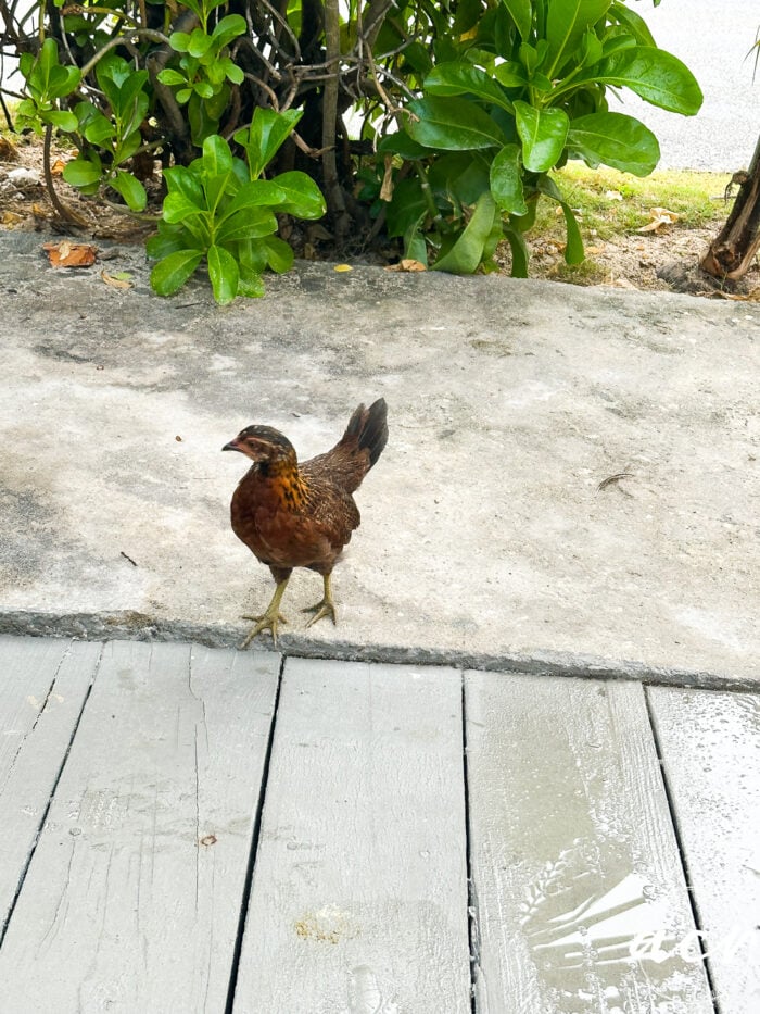 brown chicken on the patio