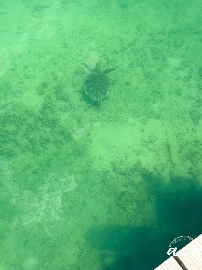 turtle swimming in the water