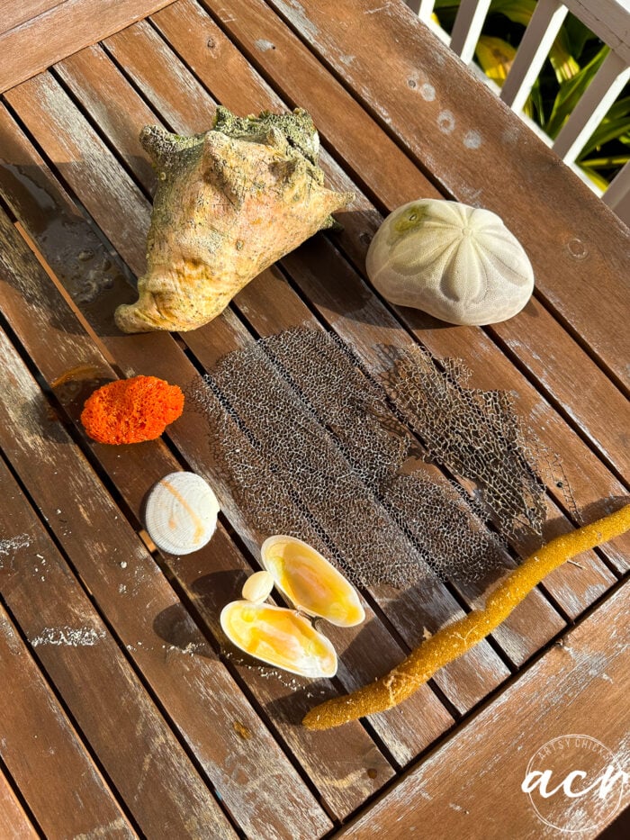 seashell finds on the table