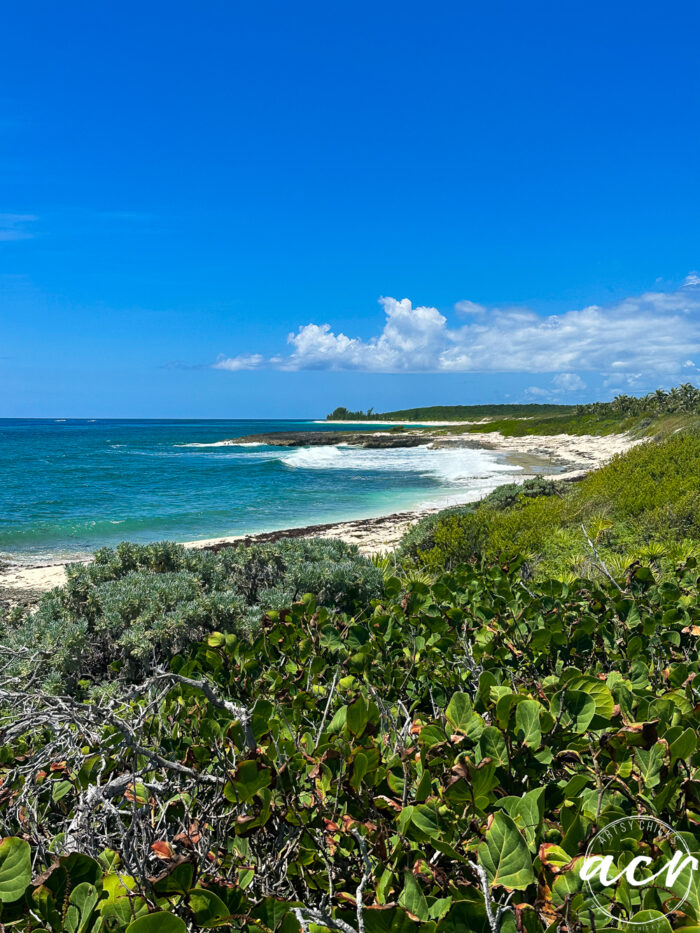 gorgeous cliff like areas with vegitation on the beach