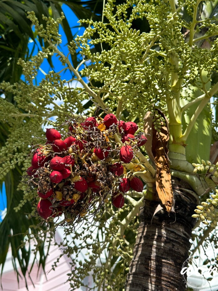palm tree with red pods