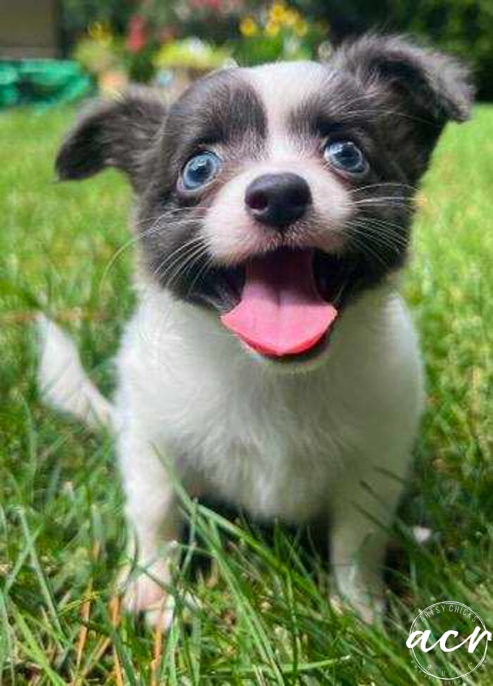 gray and white puppy looking up in the grass wtih blue eyes