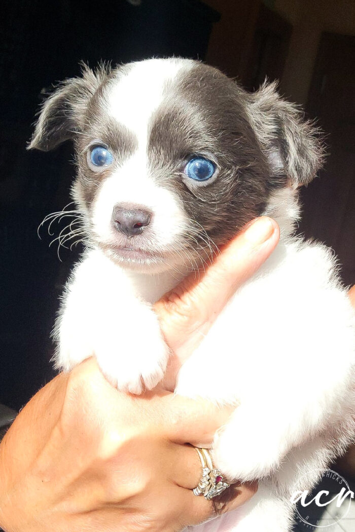 blue eyed puppy with gray and white fluffy fur