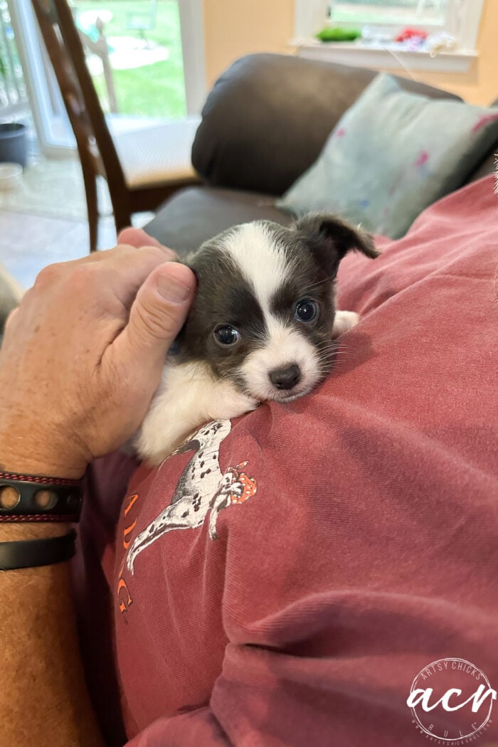 puppy laying on hubby's chest