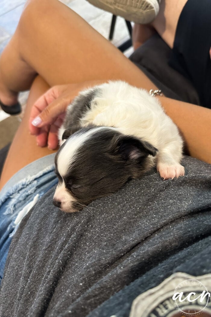 puppy laying on my chest