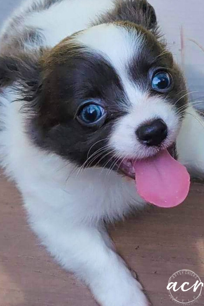 blue eyed puppy with pink tongue out