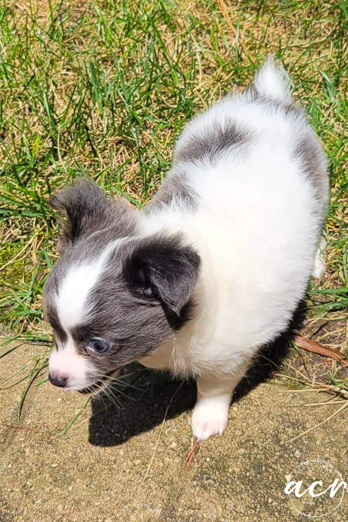 gray and white chi with blue eyes