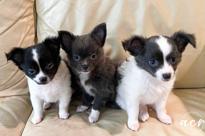 black and white chi with dark eyes, gray with gray eyes, and gray and white with blue eyes