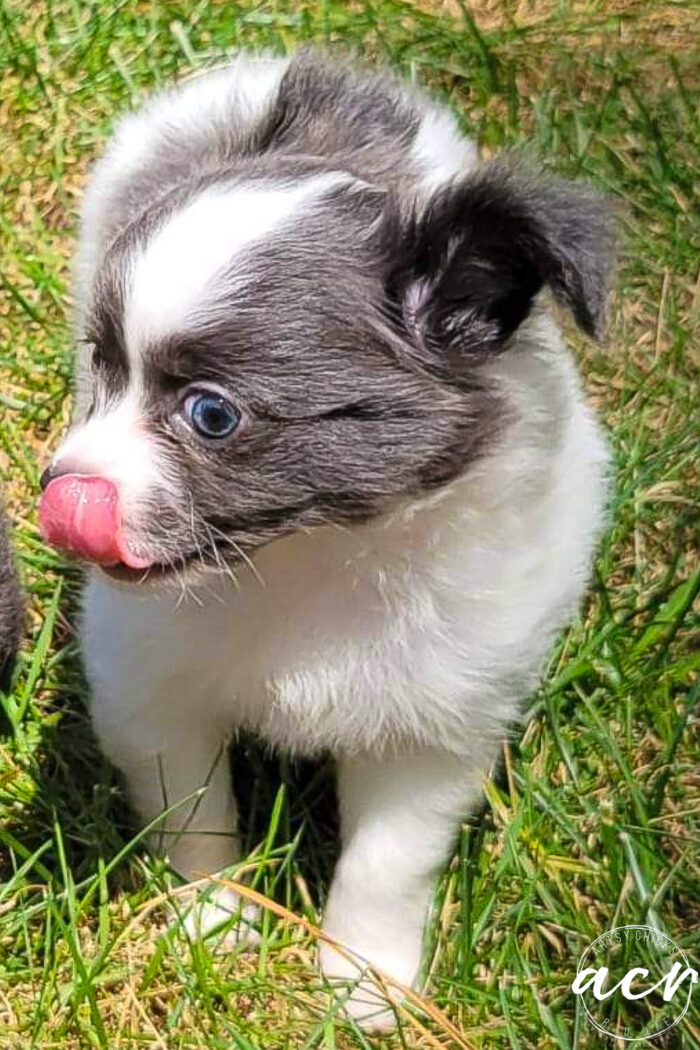 puppy outside with tongue out
