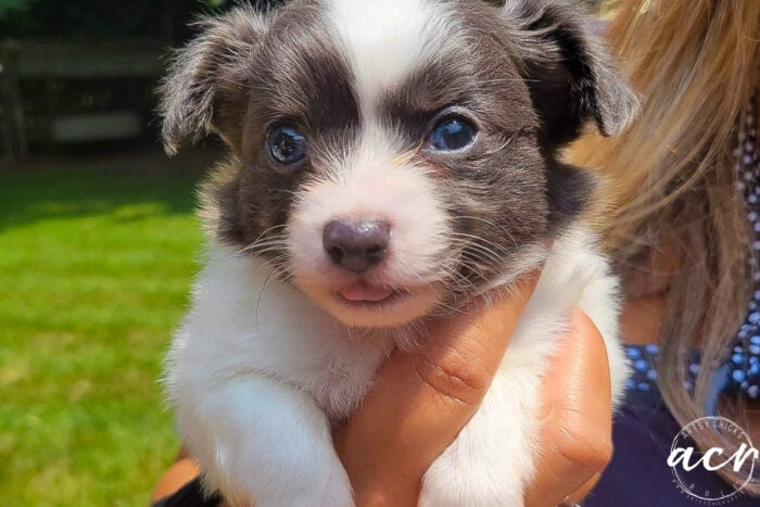 blue eyed puppy with pink tongue hanging out