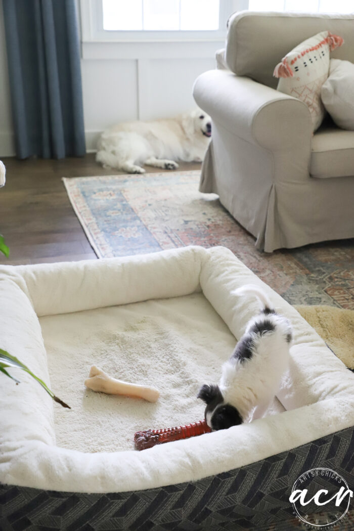 white dog laying in living room with large dog bed small puppy exploring inside