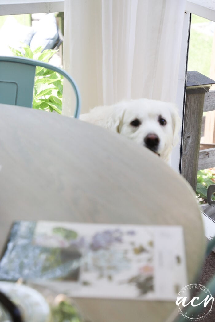 white dog looking from behind table