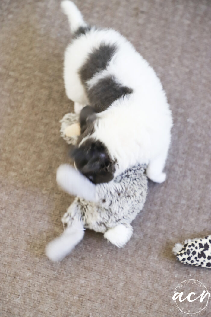 small gray and white puppy playing with toy bunny