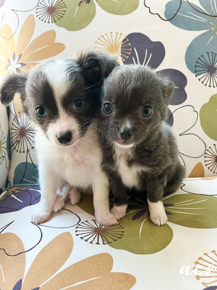 Piper and her sister on the couch