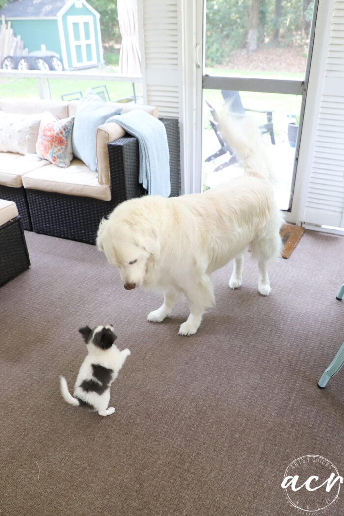 white golden looking down at tiny gray and white pup jumping up to see him