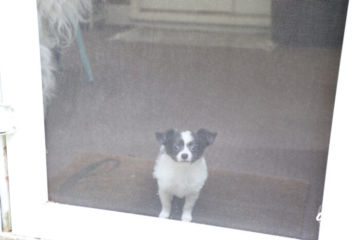 gray and white puppy looking through screen