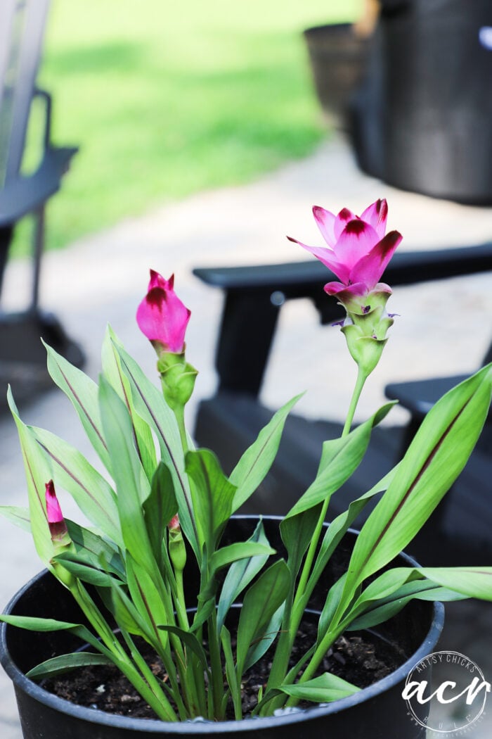 hot pink blooms flower with green leaves