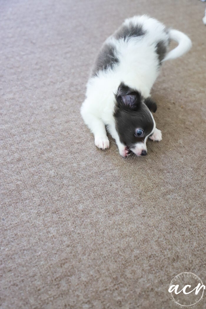 gray and white pup with blue eyes chewing carpet