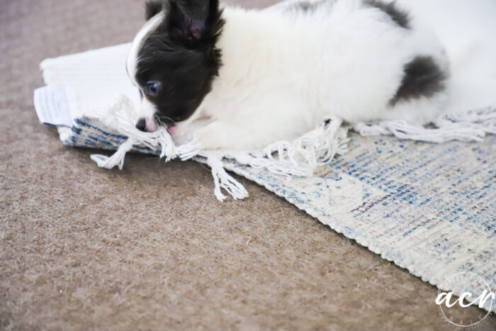 gray and white pup chewing fringe on rug