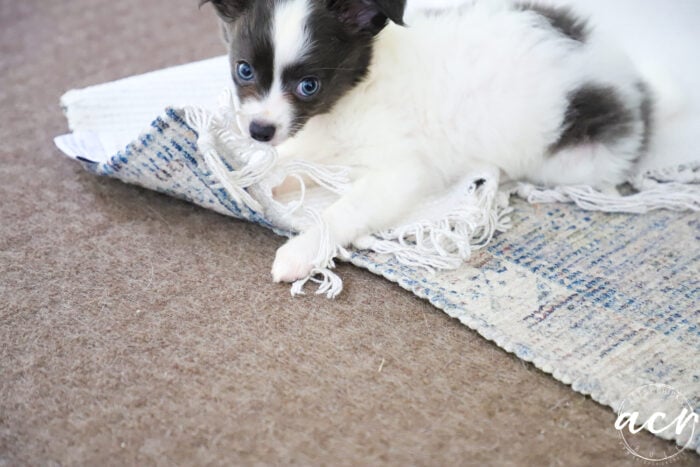 gray and white pup with fringe in mouth looking at camera