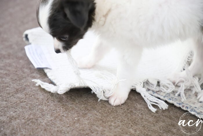 gray and white pup pulling fringe