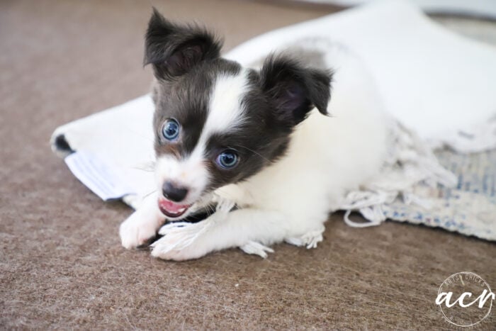 pretty blue eyed gray and white pup looking at camera