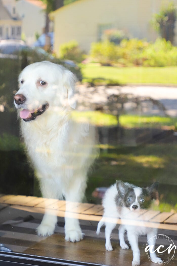 big white dog and small white and gray dog