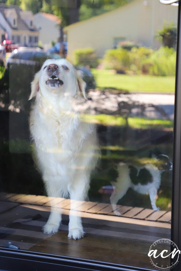 big white dog howling