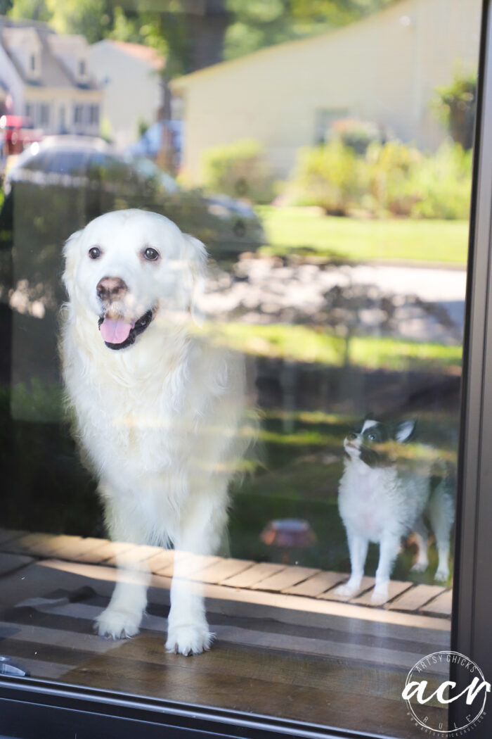 big white dog with small white and gray dog looking up at him