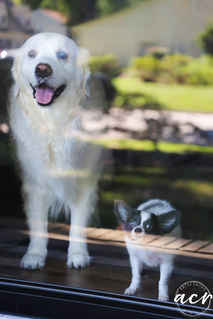 big white dog with small gray and white dog sniffing the glass