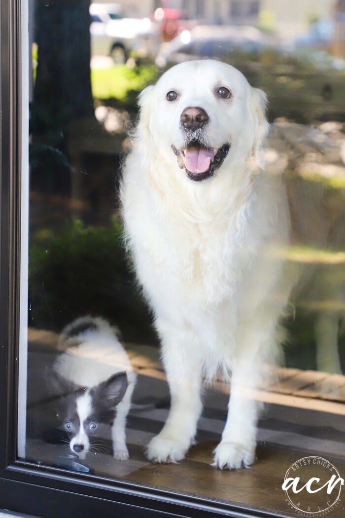 big white dog with small gray and white dog sniffing door