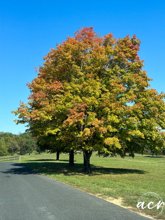 huge tree with colored leaves