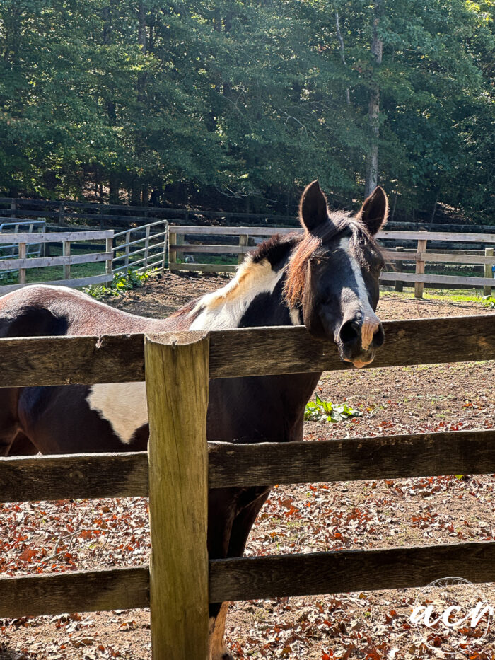 horse at fence