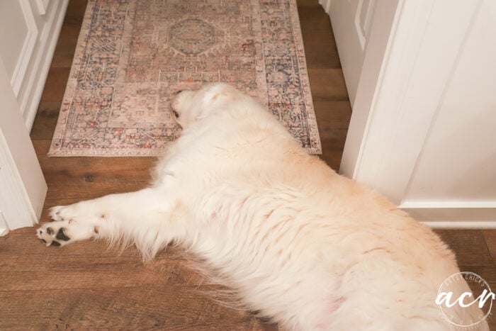 white dog laying on floor