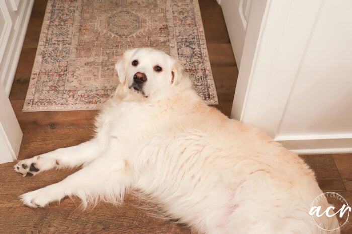 white dog looking at camera