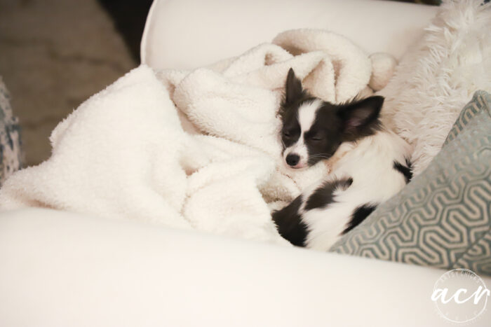 black and white dog sleeping 