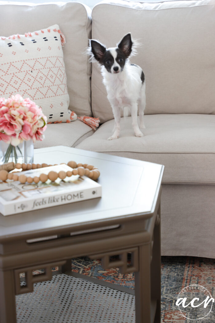 close up of little dog on tan couch