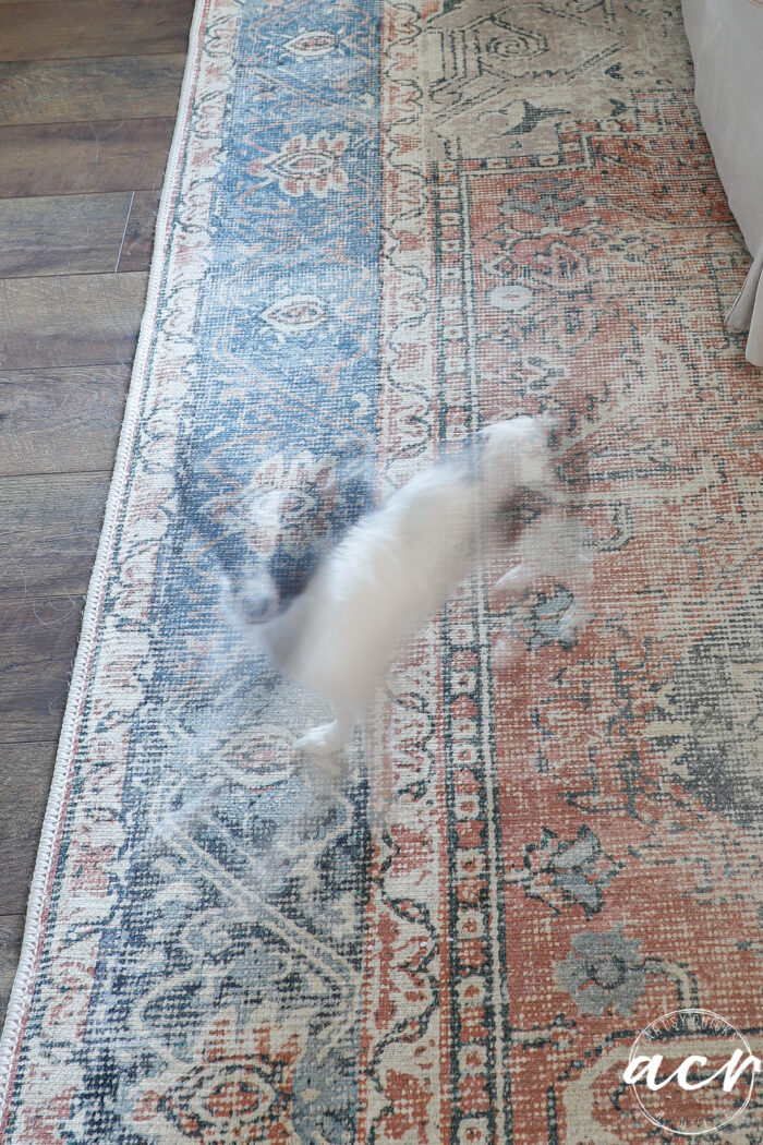little dog on rug see through photo