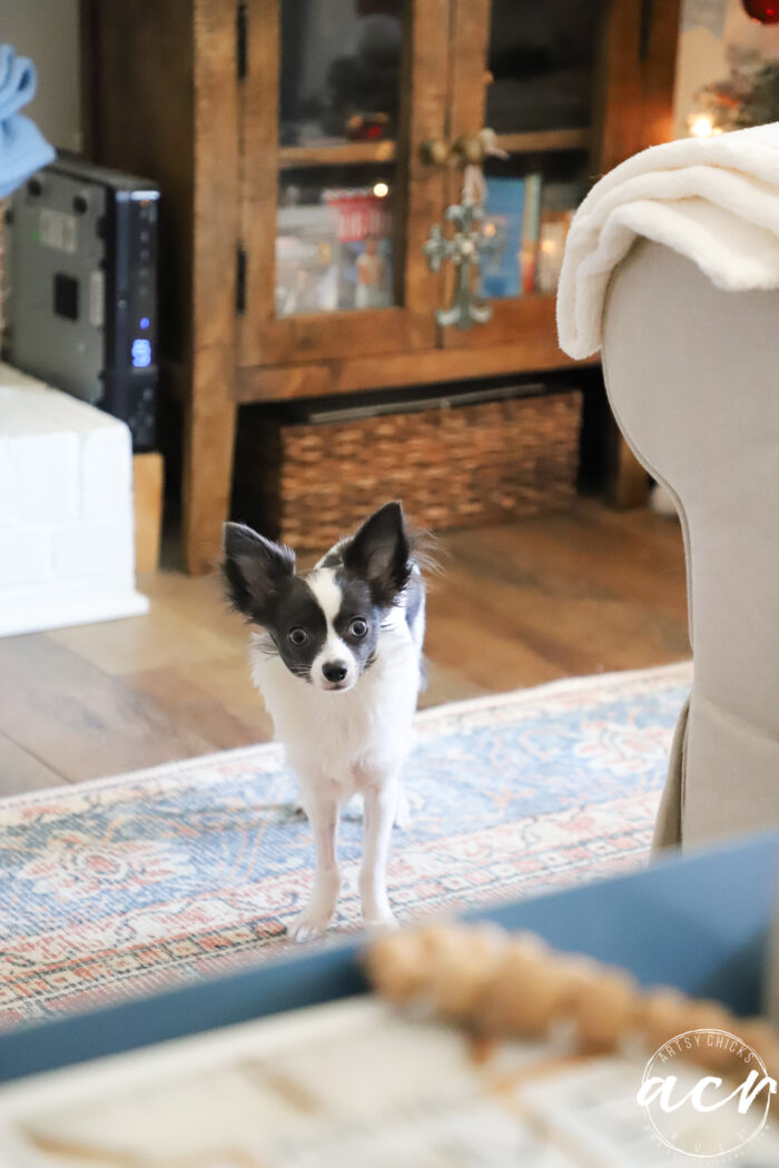 black and white tiny puppy in living room