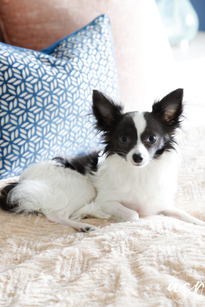 close up of white and black dog on bed