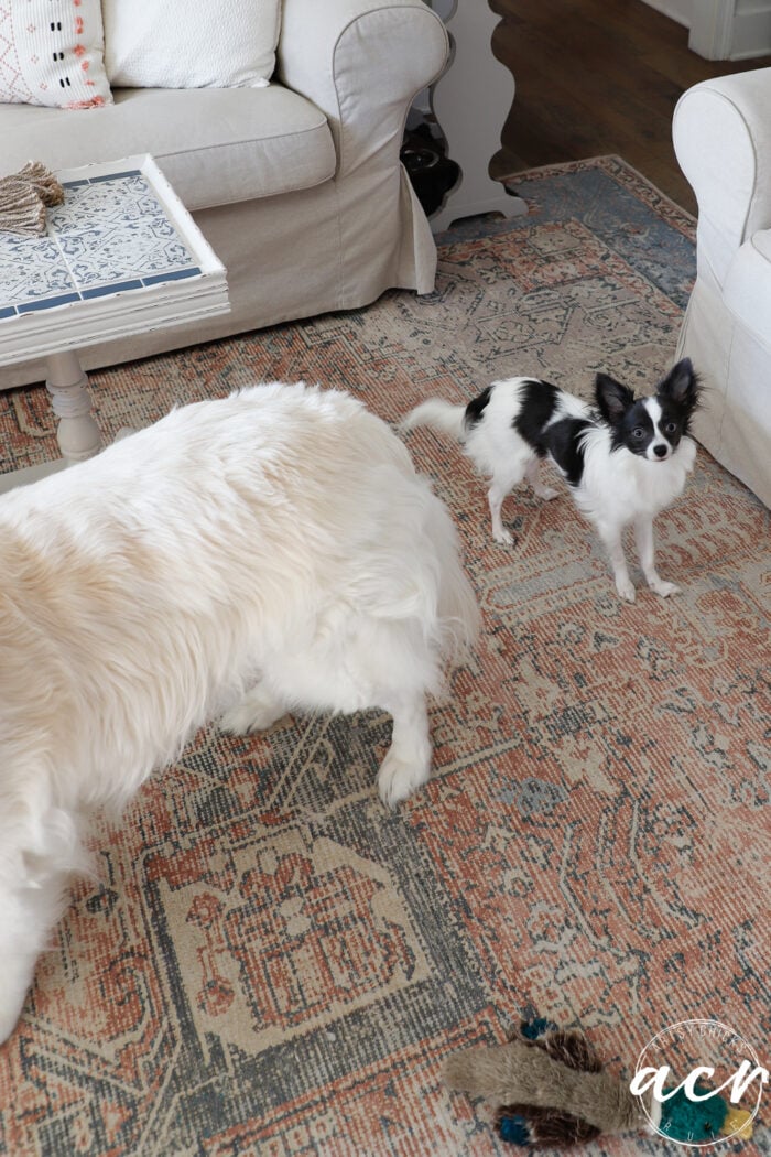 white large dog and small black and white dog