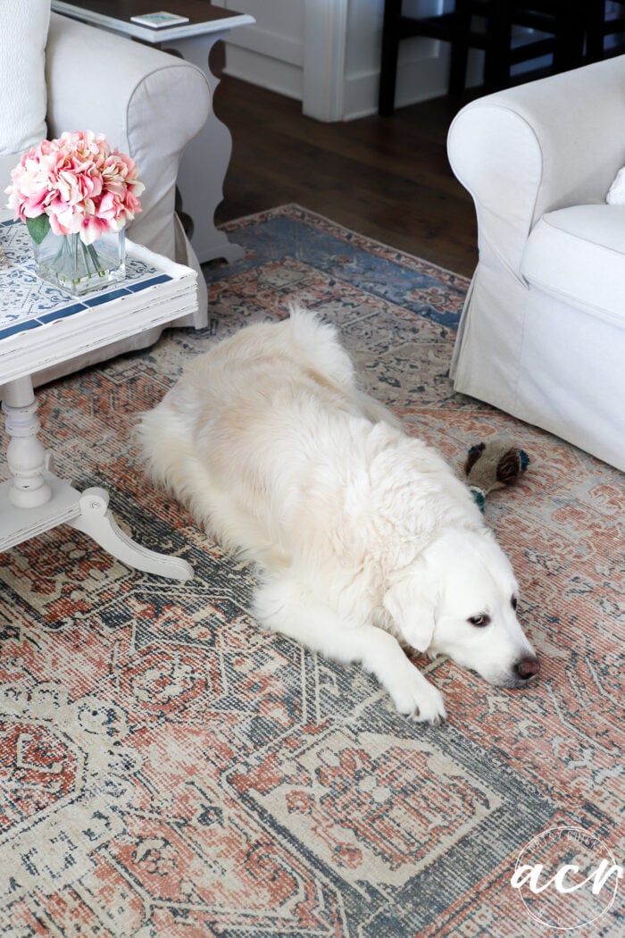 big white dog laying on rug