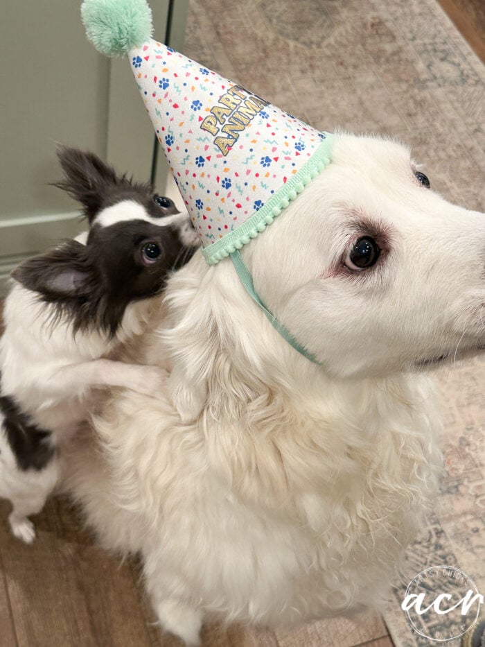 piper snipping ryder's birthday hat