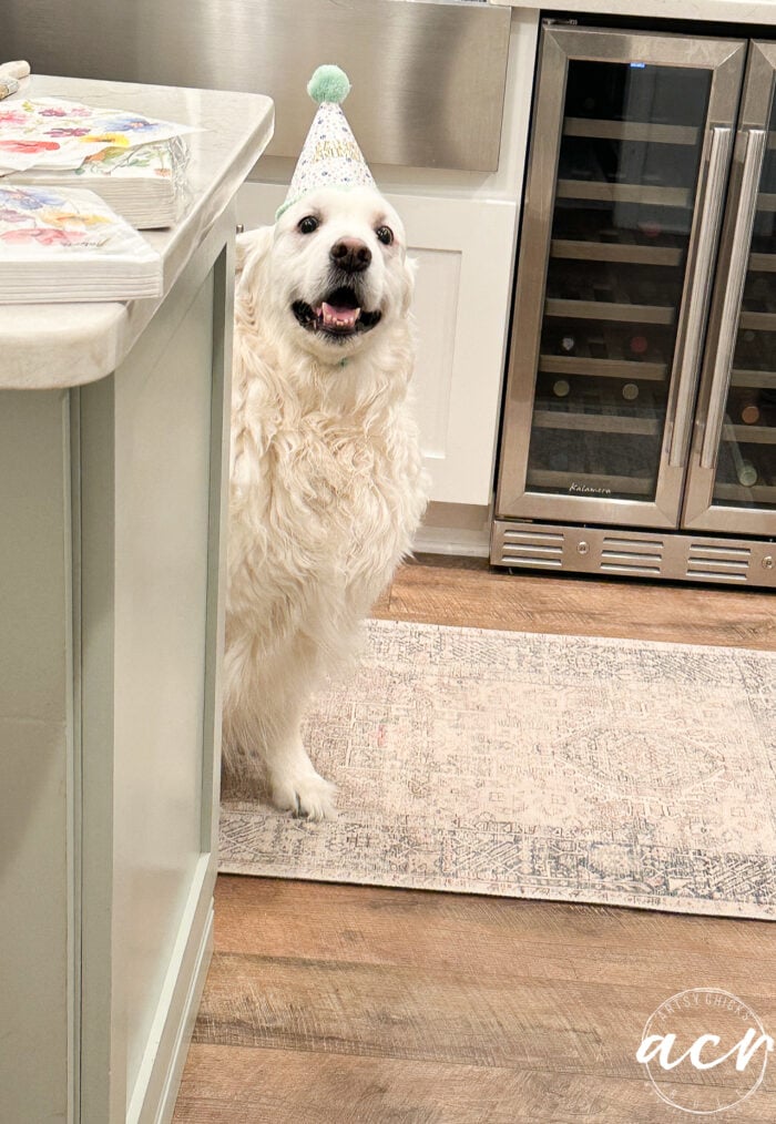 ryder peeking around the corner of the island