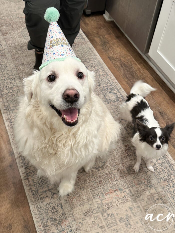 ryder with birthday hat and piper beside him