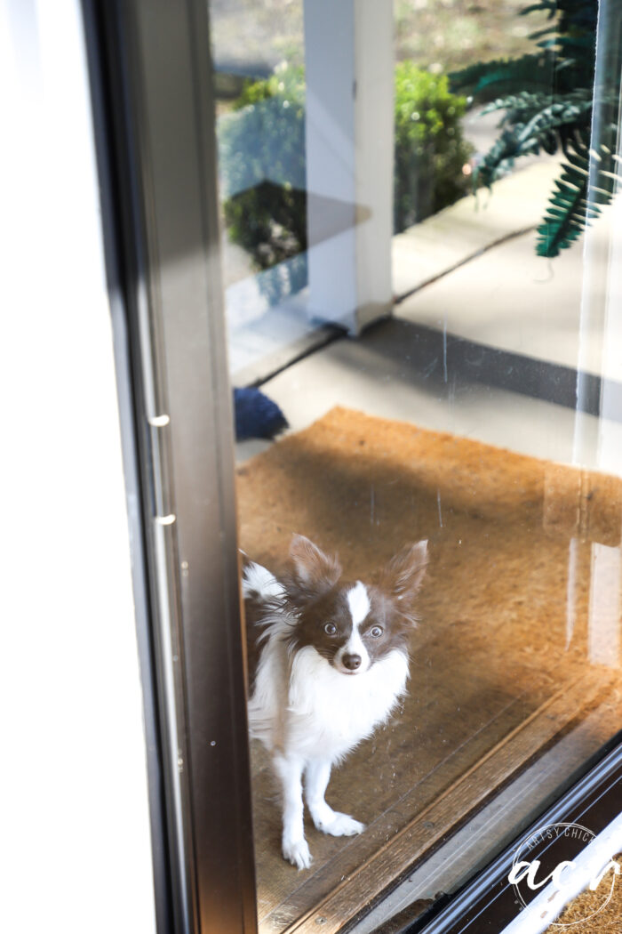 small black and white dog at glass door