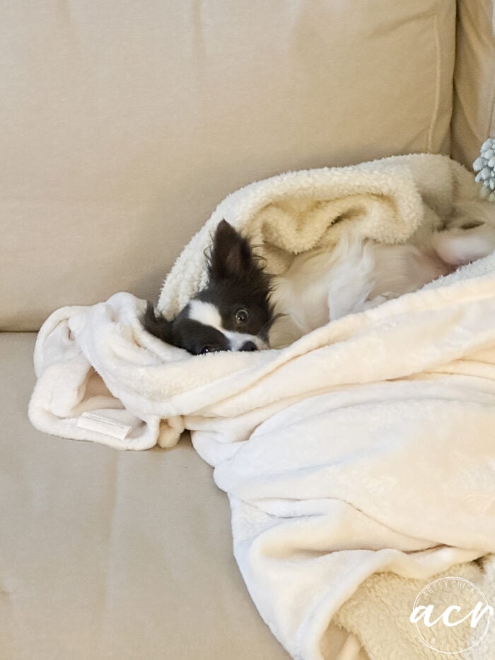 puppy tucked in blanket